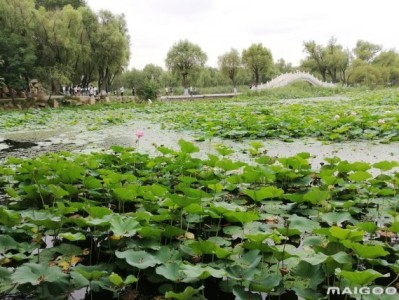 广州哈尔滨太阳岛旅游景点推荐，你去过几个？